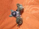 Грызуны Шиншиллы, цена 300 Грн., Фото