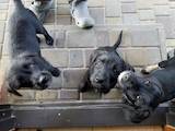 Собаки, щенята Міттельшнауцер, ціна 350 Грн., Фото