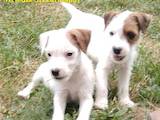 Собаки, щенята Джек Рассел тер'єр, ціна 5200 Грн., Фото