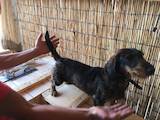 Собаки, щенята Невідома порода, ціна 3000 Грн., Фото