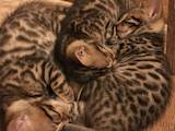 Кішки, кошенята Бенгальськая, ціна 5500 Грн., Фото