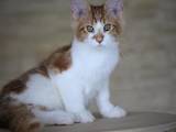 Кошки, котята Мэйн-кун, цена 12000 Грн., Фото