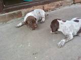 Собаки, щенки Немецкая гладкошерстная легавая, цена 1200 Грн., Фото