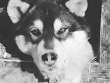 Собаки, щенята Аляска маламут, ціна 2000 Грн., Фото