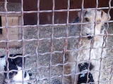 Собаки, щенки Жесткошерстный фокстерьер, цена 2000 Грн., Фото