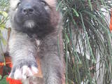 Собаки, щенки Кавказская овчарка, цена 3500 Грн., Фото