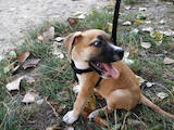 Собаки, щенки Стаффордширский бультерьер, цена 2000 Грн., Фото