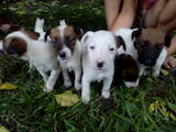 Собаки, щенки Жесткошерстный фокстерьер, цена 1100 Грн., Фото