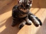 Кошки, котята Шотландская вислоухая, цена 3200 Грн., Фото