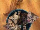 Кошки, котята Шотландская вислоухая, цена 3200 Грн., Фото