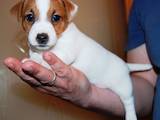 Собаки, щенки Джек Рассел терьер, цена 9000 Грн., Фото