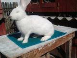 Гризуни Кролики, ціна 500 Грн., Фото