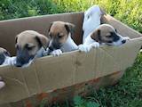 Собаки, щенки Гладкошерстный фокстерьер, цена 2300 Грн., Фото