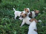 Собаки, щенки Гладкошерстный фокстерьер, цена 2300 Грн., Фото