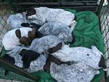 Собаки, щенята Німецька гладкошерста лягава, ціна 8230 Грн., Фото