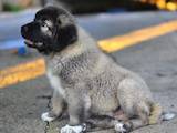 Собаки, щенки Кавказская овчарка, цена 3500 Грн., Фото