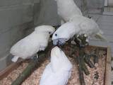 Попугаи и птицы Попугаи, цена 4000 Грн., Фото