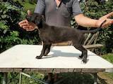 Собаки, щенята Грейхаунд, ціна 2700 Грн., Фото