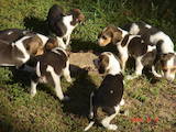 Собаки, щенята Ганноверська гонча, ціна 1500 Грн., Фото