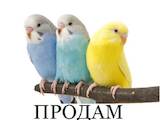 Папуги й птахи Папуги, ціна 150 Грн., Фото