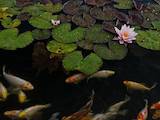 Рибки, акваріуми Водні рослини, ціна 300 Грн., Фото