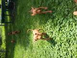 Собаки, щенята Угорська вижла, ціна 5000 Грн., Фото