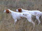 Собаки, щенята Англійський пойнтер, Фото