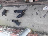 Собаки, щенки Черный терьер, цена 2000 Грн., Фото