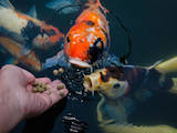 Рыбки, аквариумы Корм, цена 299 Грн., Фото