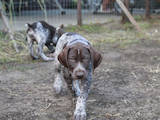 Собаки, щенята Німецька гладкошерста лягава, ціна 3500 Грн., Фото