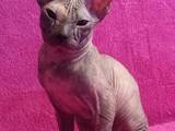 Кішки, кошенята Донський сфінкс, ціна 3600 Грн., Фото