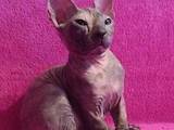 Кошки, котята Донской сфинкс, цена 3600 Грн., Фото