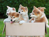Собаки, щенки Акита-ину, цена 10000 Грн., Фото