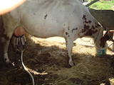 Животноводство,  Сельхоз животные Крупно-рогатый скот, цена 39000 Грн., Фото