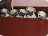 Собаки, щенки Мопс, цена 5000 Грн., Фото