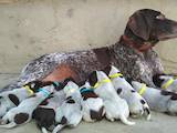 Собаки, щенята Німецька гладкошерста лягава, ціна 1000 Грн., Фото