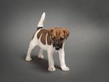 Собаки, щенята Гладкошерста фокстер'єр, ціна 1500 Грн., Фото