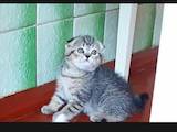 Кошки, котята Шотландская вислоухая, цена 500 Грн., Фото