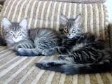 Кішки, кошенята Мейн-кун, ціна 8000 Грн., Фото