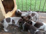 Собаки, щенки Немецкая гладкошерстная легавая, цена 1600 Грн., Фото