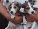 Собаки, щенята Російський хорт, ціна 1300 Грн., Фото