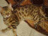Кошки, котята Бенгальская, цена 10000 Грн., Фото