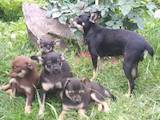 Собаки, щенята Карликовий пінчер, ціна 1400 Грн., Фото