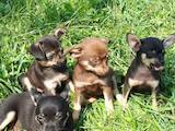 Собаки, щенята Карликовий пінчер, ціна 1400 Грн., Фото