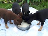 Собаки, щенки Карликовый пинчер, цена 1400 Грн., Фото