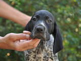 Собаки, щенята Німецька гладкошерста лягава, ціна 15600 Грн., Фото