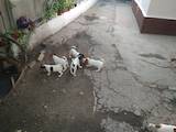 Собаки, щенята Джек Рассел тер'єр, ціна 6000 Грн., Фото