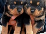 Собаки, щенки Ротвейлер, цена 2700 Грн., Фото