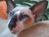 Кошки, котята Ориентальная, цена 13000 Грн., Фото