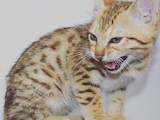 Кошки, котята Бенгальская, цена 2500 Грн., Фото